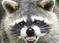 mapache mapache