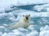 polar polar